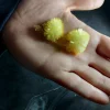 dmt crystals